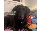 Adopt Schatzki a Black - with White Border Collie / Labrador Retriever / Mixed