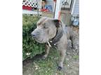 Adopt Gunner a Gray/Blue/Silver/Salt & Pepper American Staffordshire Terrier /