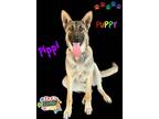 Adopt Pippi a Brown/Chocolate - with Black German Shepherd Dog / Belgian