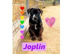 Adopt Joplin a Brindle Boxer / Australian Cattle Dog / Mixed dog in Riverside