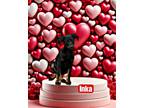 Adopt Inka a Black - with Tan, Yellow or Fawn Doberman Pinscher / German