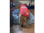 Adopt Nori a Red/Golden/Orange/Chestnut - with White Mutt / Mixed dog in Durham