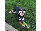 Adopt Simba a Black Labrador Retriever / Hound (Unknown Type) dog in Elizabeth