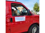 Adopt Brando a Tan/Yellow/Fawn Labrador Retriever dog in Elizabeth