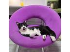 Adopt Catsby a Turkish Van cat in Knoxville, TN (41504552)