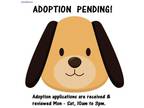 Adopt Bailey a Black Labrador Retriever / Mixed Breed (Medium) dog in Elizabeth