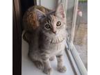 Adopt Valkyrie a Gray, Blue or Silver Tabby Domestic Shorthair cat in Elizabeth
