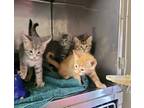 Adopt f-5396 a American Shorthair / Mixed (short coat) cat in Glen Rose