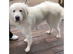Adopt HARLEY a White Great Pyrenees / Mixed dog in Granite Bay, CA (30399203)