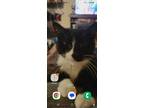Adopt Bootsie a Black & White or Tuxedo Domestic Shorthair / Mixed (short coat)