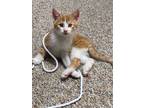 Adopt Lane a Orange or Red Tabby Domestic Shorthair (short coat) cat in
