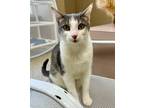 Adopt Sonu a Domestic Shorthair / Mixed (short coat) cat in Little Rock