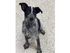 Adopt Adelaide a Australian Cattle Dog / Mixed dog in Little Rock, AR (41496596)