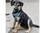 Adopt San Bernardino a Black Shepherd (Unknown Type) / Collie dog in aurora