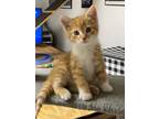 Adopt Pickett a Orange or Red Tabby Domestic Shorthair (short coat) cat in
