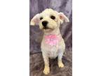 Adopt Nora a White - with Tan, Yellow or Fawn Lhasa Apso / Poodle (Miniature) /