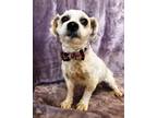 Adopt Nicky a White - with Tan, Yellow or Fawn Lhasa Apso / Poodle (Miniature) /