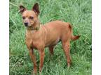 Adopt Papa Smurf (Neutered) a Tan/Yellow/Fawn Miniature Pinscher / Mixed dog in