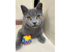 Adopt Dolly a Gray or Blue Domestic Shorthair / Mixed cat in Phillipsburg