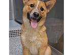 Adopt Tokala a Tan/Yellow/Fawn - with White Husky dog in Burlington
