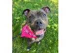 Adopt Fiona a Brindle American Staffordshire Terrier / Mixed dog in New York