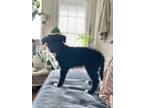 Adopt Avalon-ADOPT Me! a Black - with White Australian Shepherd / Labrador