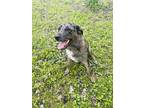 Adopt Goose a Gray/Silver/Salt & Pepper - with Black Australian Shepherd / Mixed