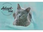 Adopt Adam a Gray or Blue Russian Blue cat in Belton, MO (41512027)
