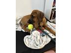 Adopt Kaia a Red/Golden/Orange/Chestnut Rhodesian Ridgeback / Mixed dog in
