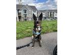 Adopt Hank a Brown/Chocolate - with White Mutt / Mixed dog in Florence