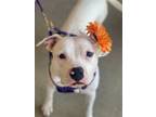 Adopt Nyla a White - with Black Staffordshire Bull Terrier / Mixed dog in Mount