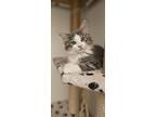 Adopt Dexter a Gray or Blue (Mostly) Domestic Longhair / Mixed (long coat) cat