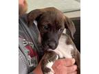 Adopt Ralphie a Brindle - with White Labrador Retriever / Mixed dog in