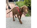 Adopt Ritchie a Brown/Chocolate Labrador Retriever / Mixed dog in Manchester