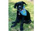 Adopt KaKo-ADOPT Me! a Black Cane Corso / Mixed dog in Redondo Beach