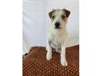 Adopt Parson a Red/Golden/Orange/Chestnut - with White Parson Russell Terrier /