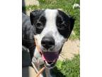 Adopt Mountain Dew Claw a Boxer / Mixed dog in Cleveland, TN (41511930)