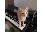 Adopt Tiger a Spotted Tabby/Leopard Spotted American Shorthair / Mixed (medium