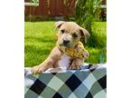 Adopt July a Tan/Yellow/Fawn American Staffordshire Terrier / Pit Bull Terrier /