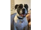Adopt Buddy a Black - with White Mutt / Mixed dog in Boerne, TX (41511860)