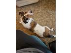 Adopt Sammie a Brindle - with White Beagle / Airedale Terrier / Mixed dog in