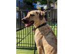 Adopt Vance a Mountain Cur dog in New York, NY (41511783)