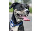 Adopt Kitty a Mutt dog in New York, NY (41511782)