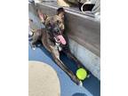 Adopt Kylie a Mutt dog in New York, NY (41511781)