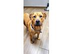 Adopt Colt a Tan/Yellow/Fawn Labrador Retriever / Pit Bull Terrier / Mixed dog
