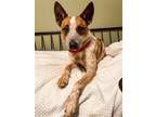 Adopt Kansas a Red/Golden/Orange/Chestnut Australian Cattle Dog / Mixed dog in