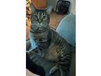 Adopt Juvia a Gray, Blue or Silver Tabby American Shorthair / Mixed (short coat)