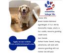 Adopt Ellie a Red/Golden/Orange/Chestnut Golden Retriever / Mixed dog in las