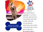 Adopt Lou a Red/Golden/Orange/Chestnut Golden Retriever / Mixed dog in las