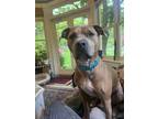Adopt Atlas a Tan/Yellow/Fawn Mutt dog in New York, NY (41511818)